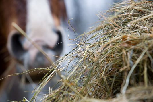 How to maintain proper hydration of your horse in winter time