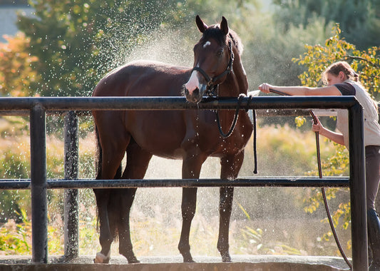 How heat negatively impacts digestive function in horses